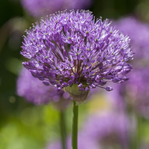 Allium christophii Image