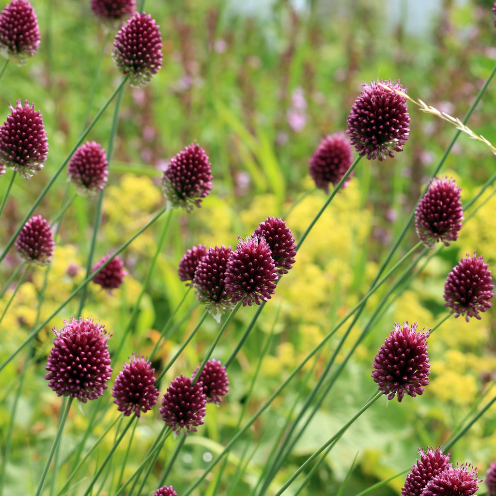Allium sphaerocephalon Image