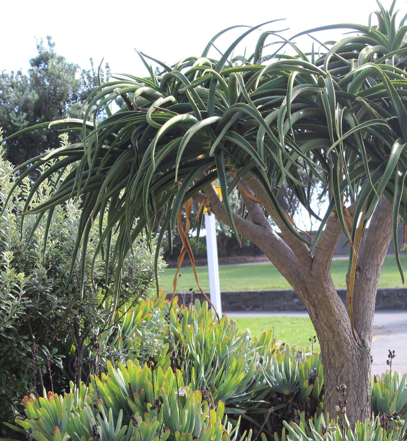 Aloe bainesii setting