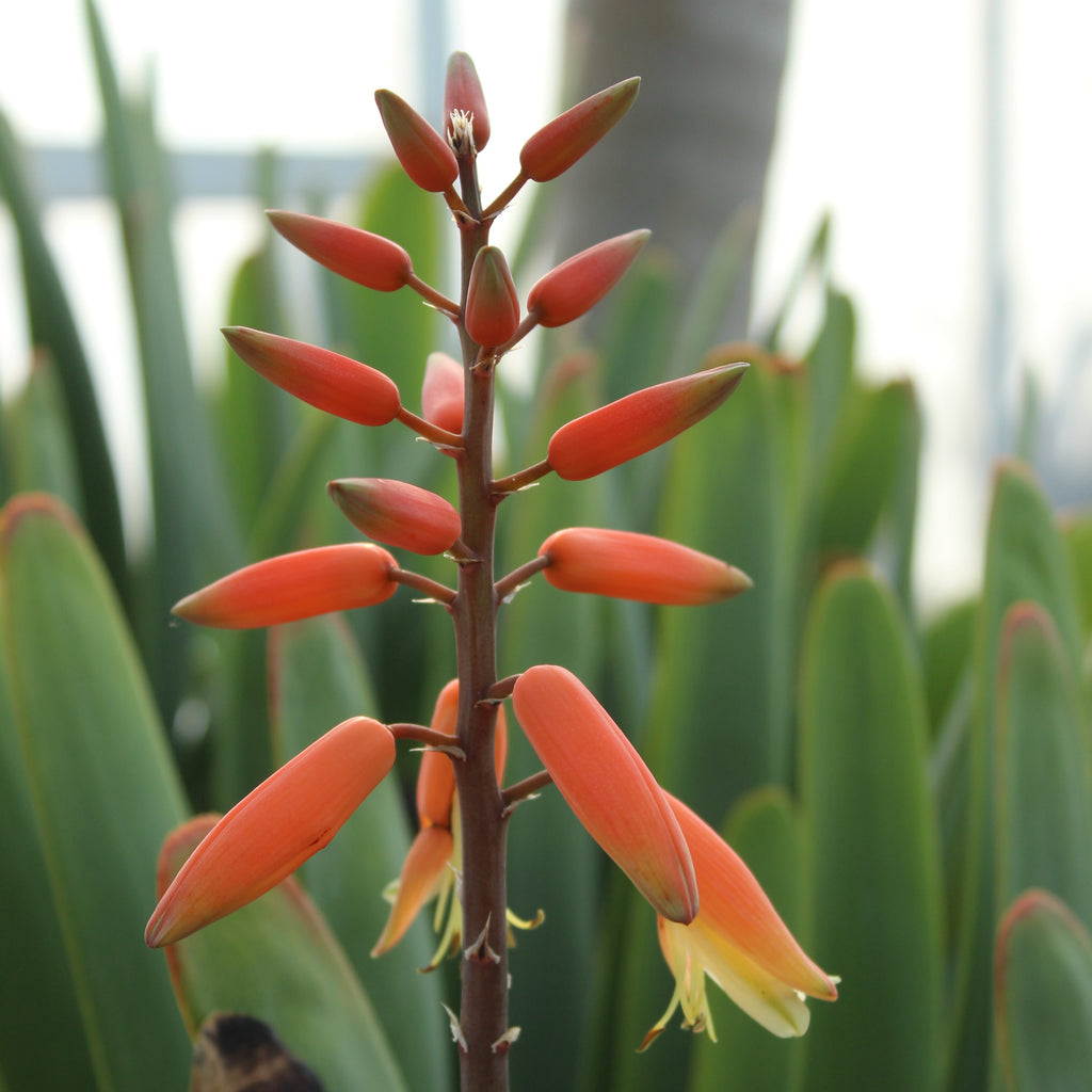 Aloe plicatalis Image