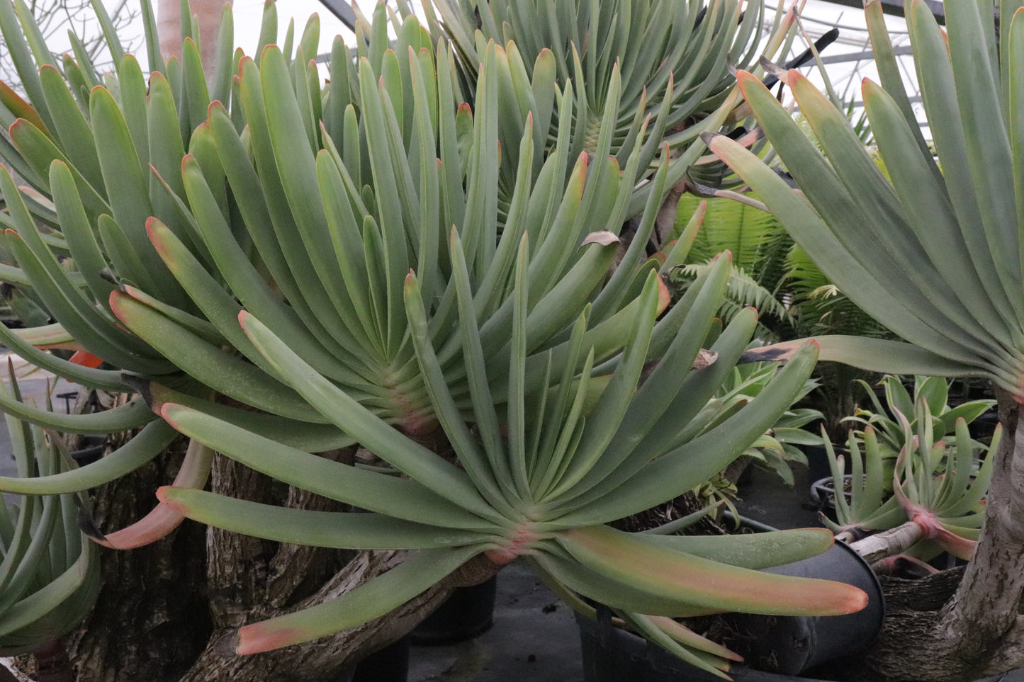Aloe plicatalis 4