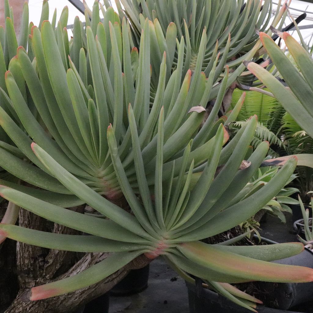 Aloe plicatalis Image