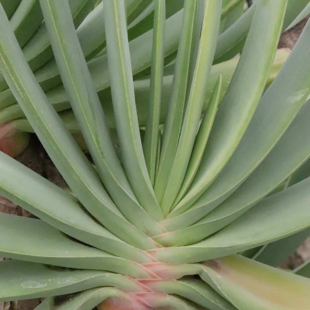 Aloe plicatalis Image