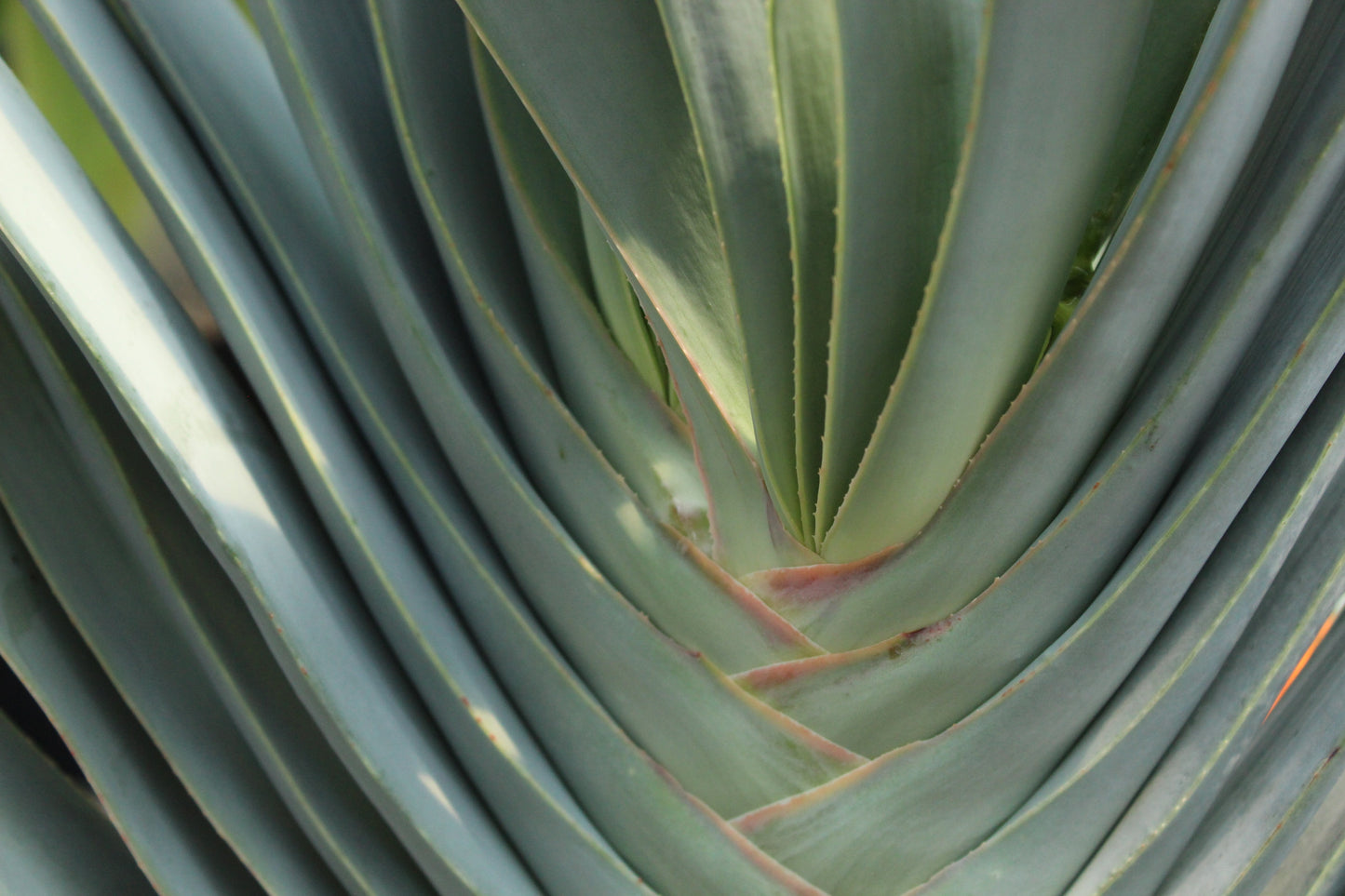 Aloe plicatalis close