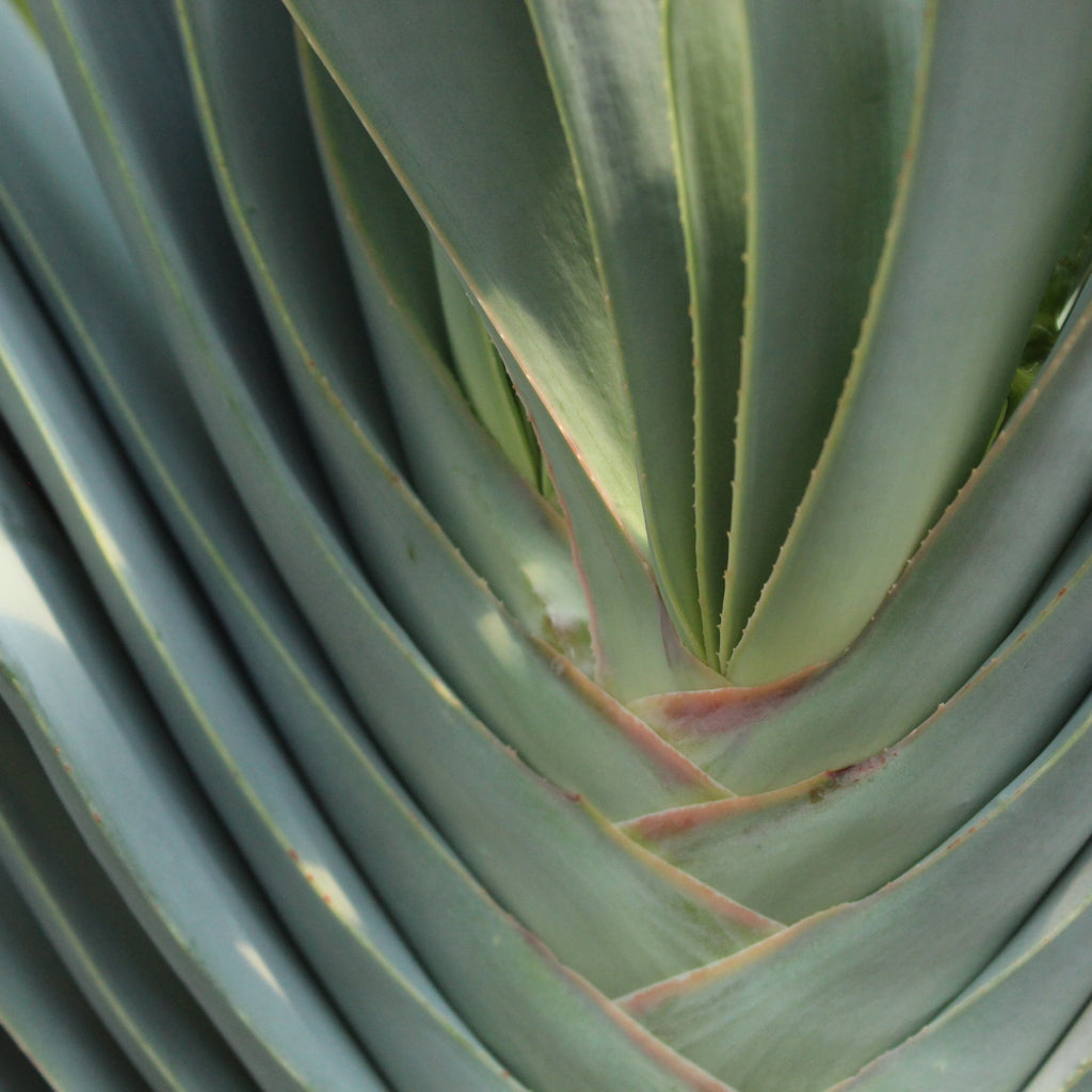 Aloe plicatalis Image