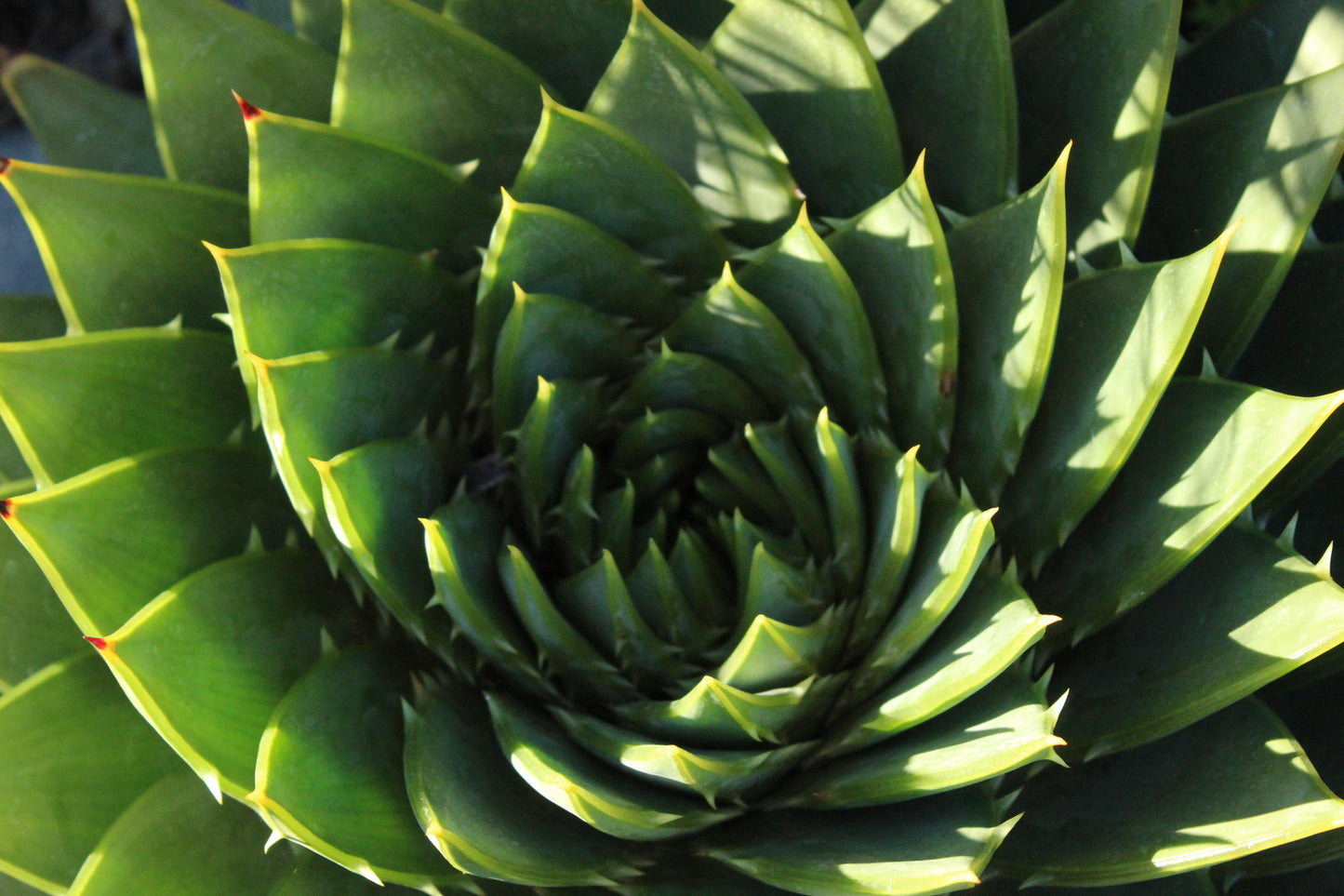 Aloe polyphylla