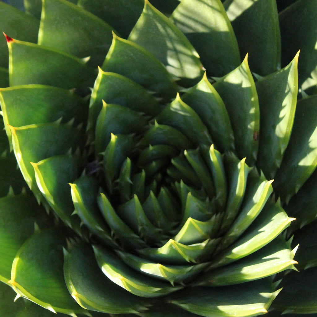 Aloe polyphylla Image
