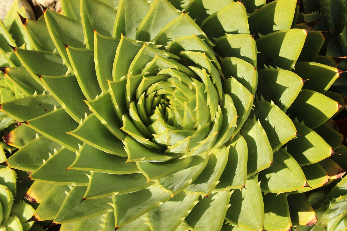 Aloe polyphylla 2