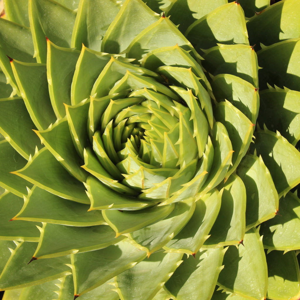 Aloe polyphylla Image