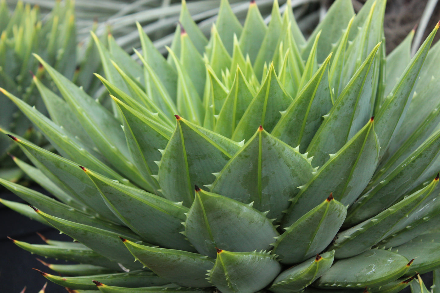 Aloe polyphylla 5