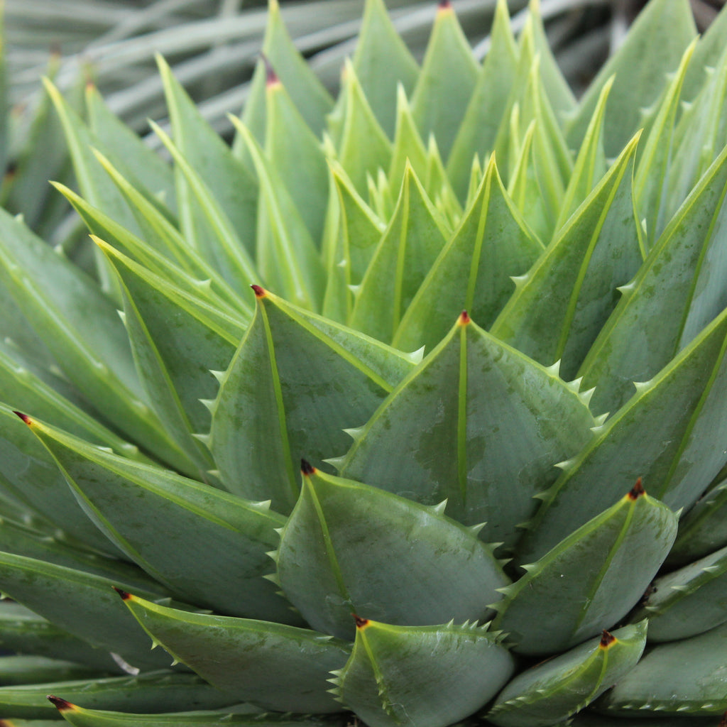 Aloe polyphylla Image