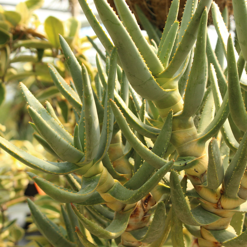 Aloidendron ramoisissimum Image