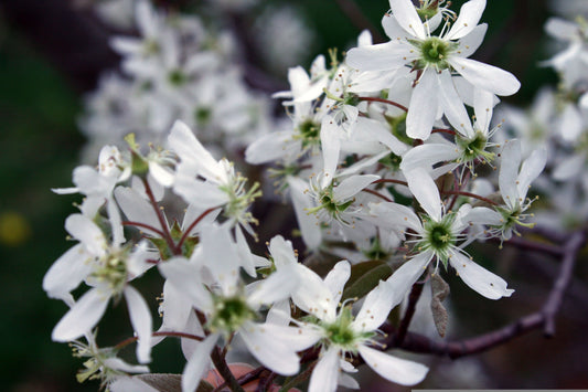 Amelanchier canadensis