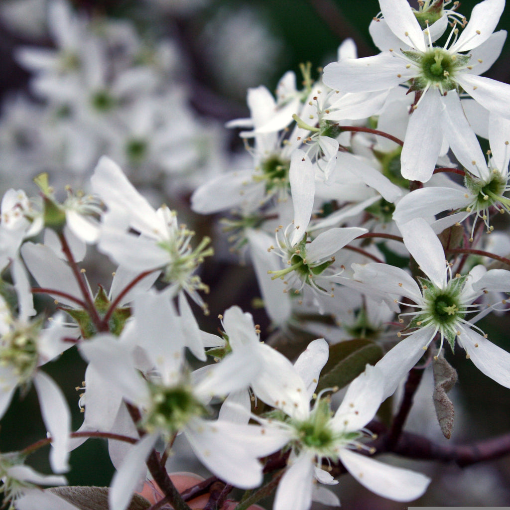 Amelanchier canadensis Image