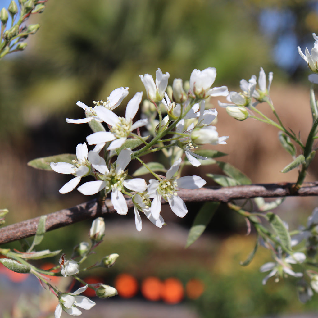 Amelanchier canadensis Image