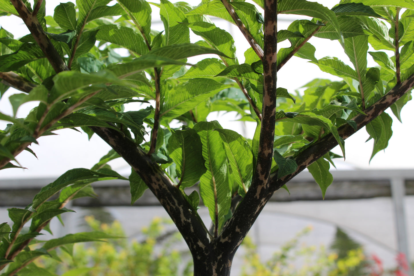 Amorphophallus konjac