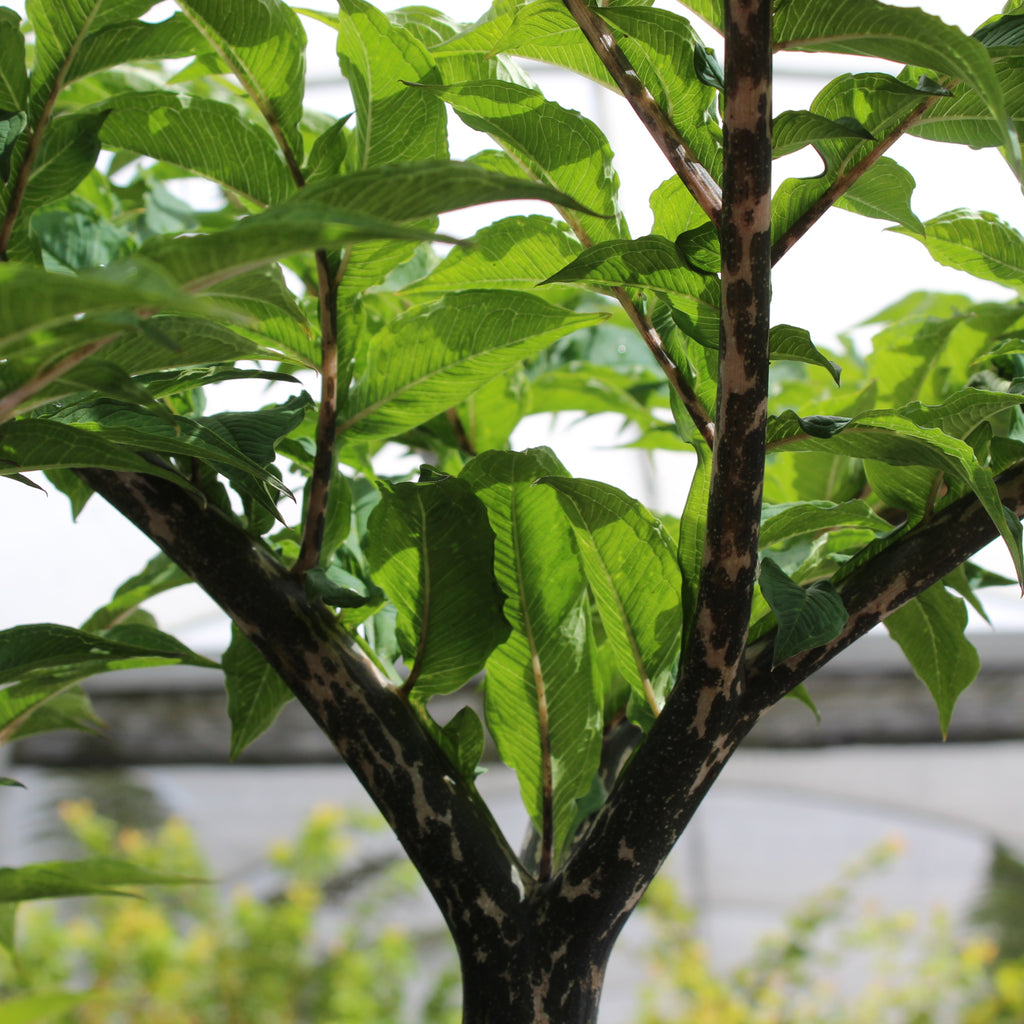 Amorphophallus konjac Image