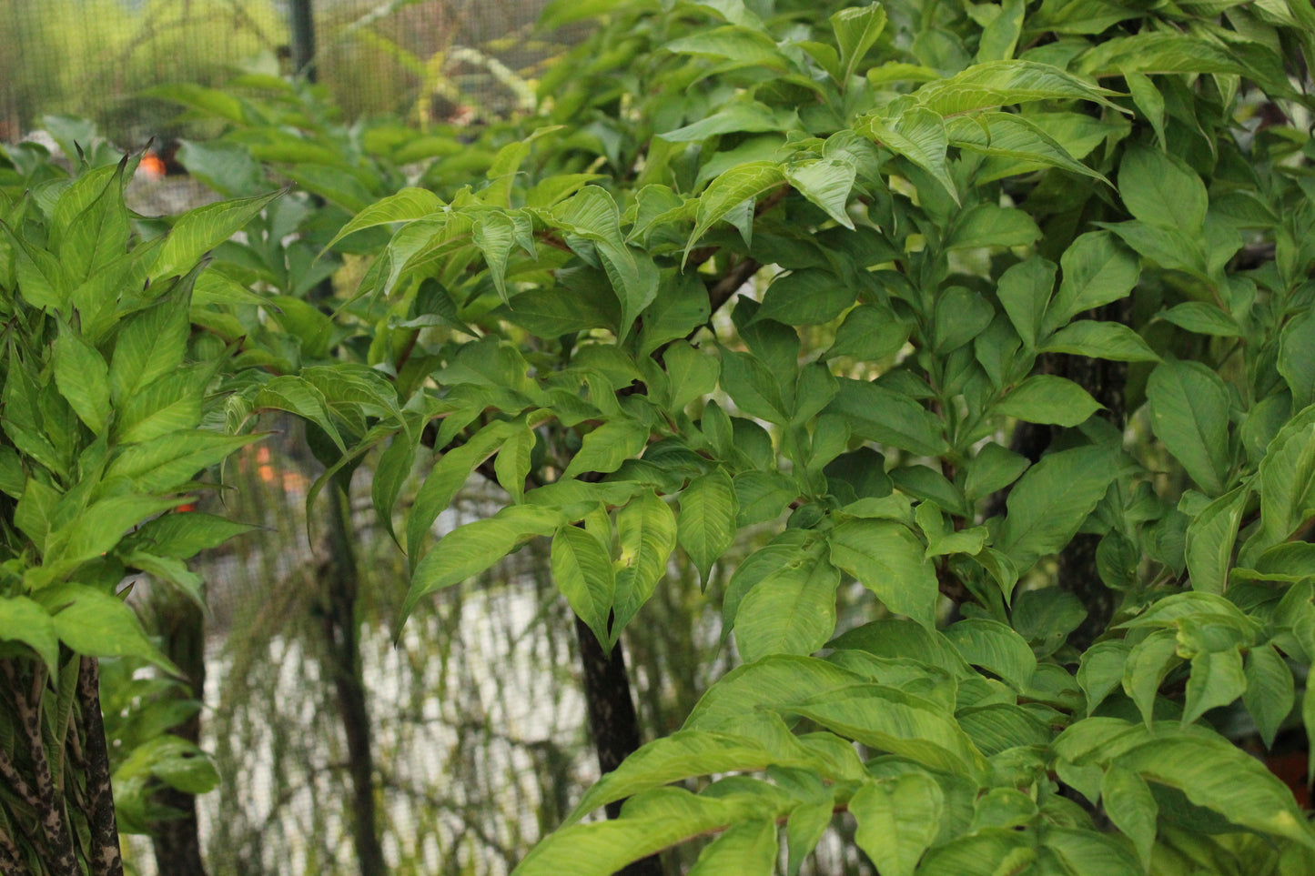 Amorphophallus konjac 2