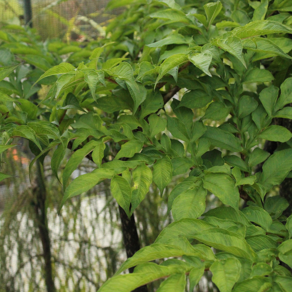 Amorphophallus konjac Image