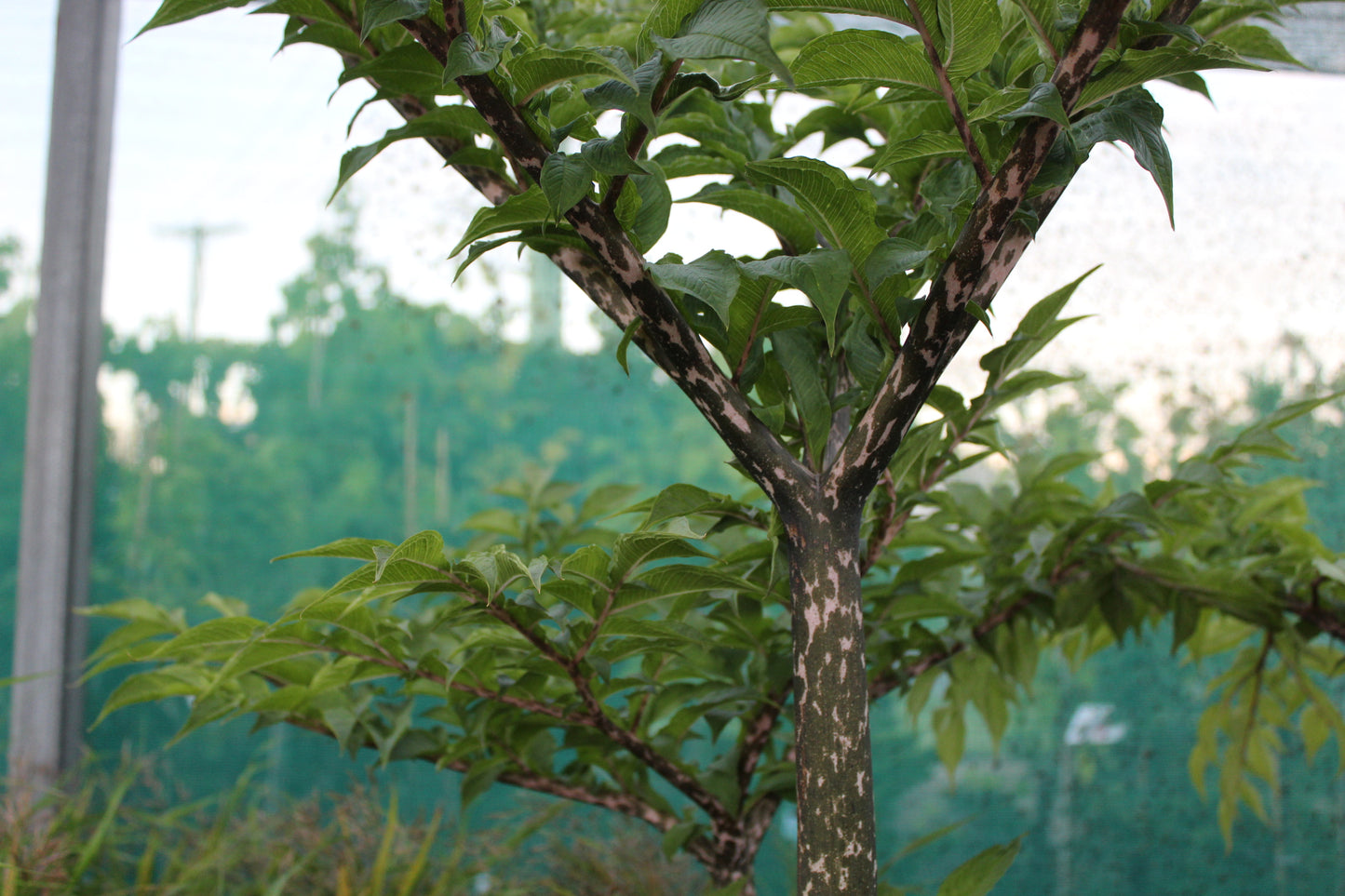 Amorphophallus konjac 3