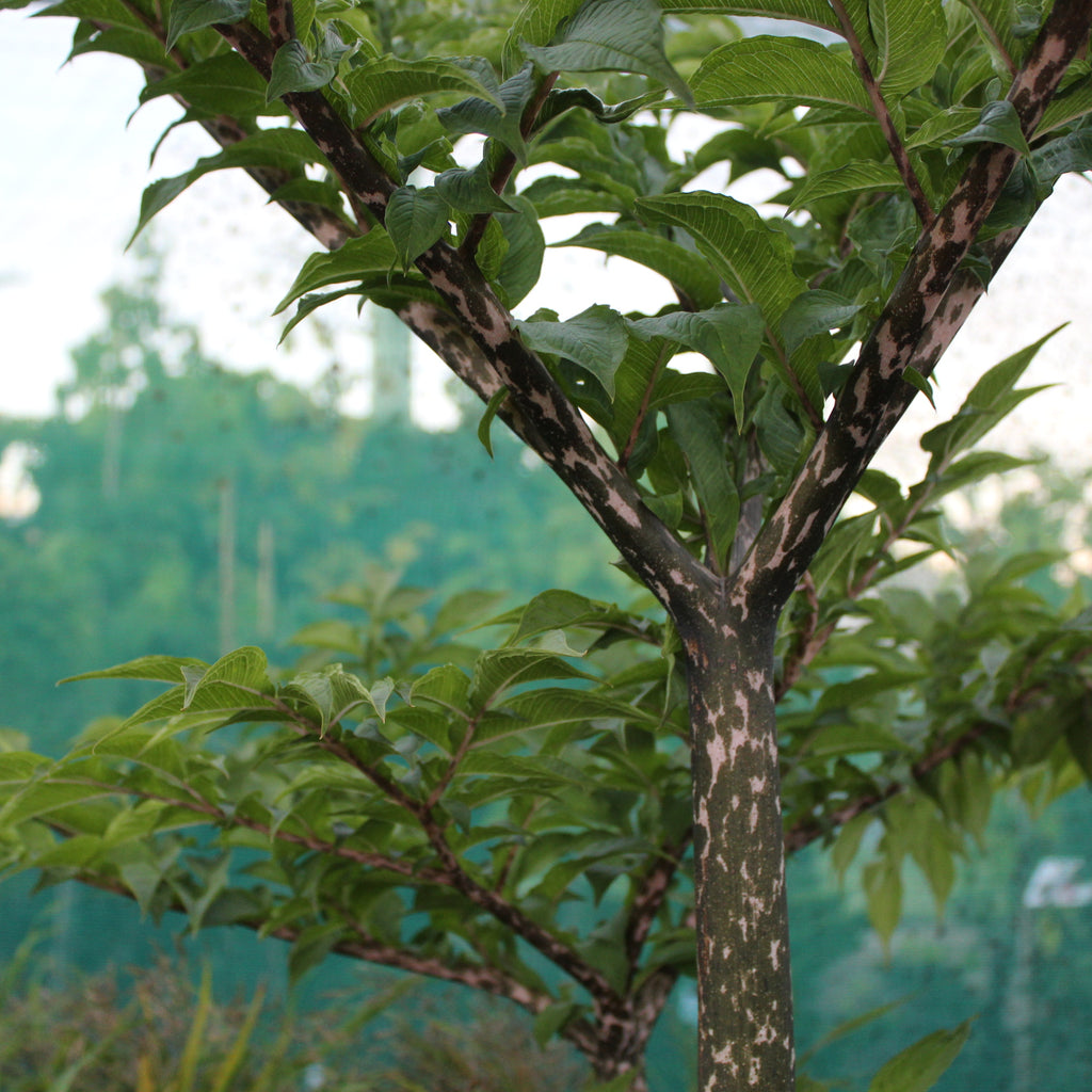 Amorphophallus konjac Image