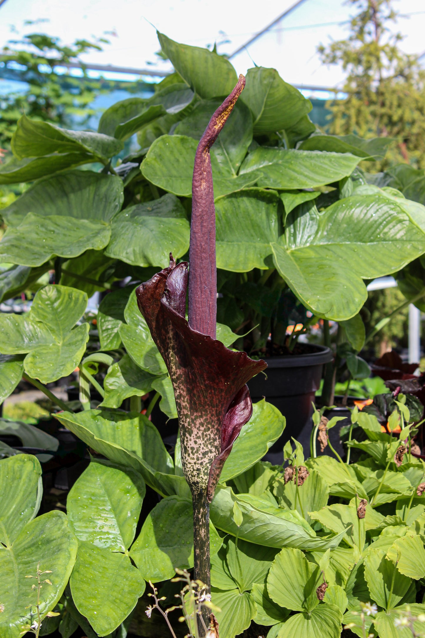 Amorphophallus konjac flower