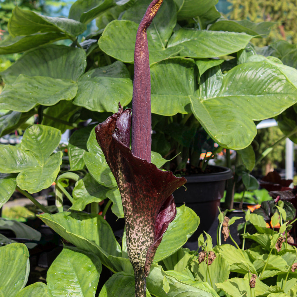 Amorphophallus konjac Image