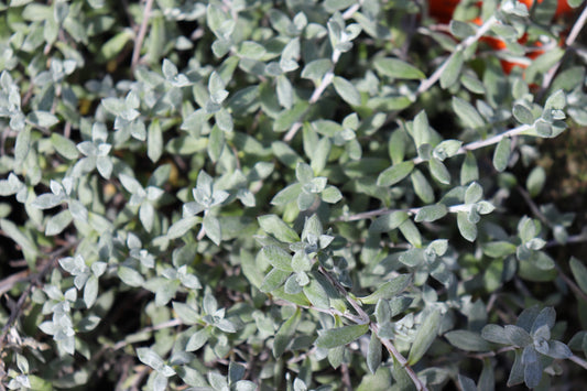 Anaphalioides bellidioides