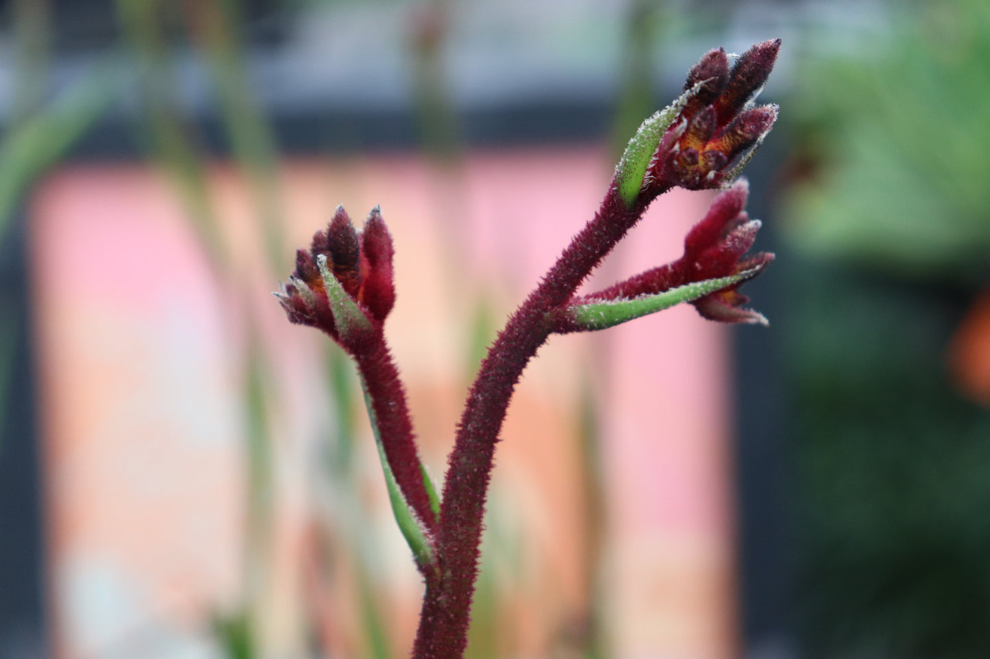 Anigozanthos Royal Mist