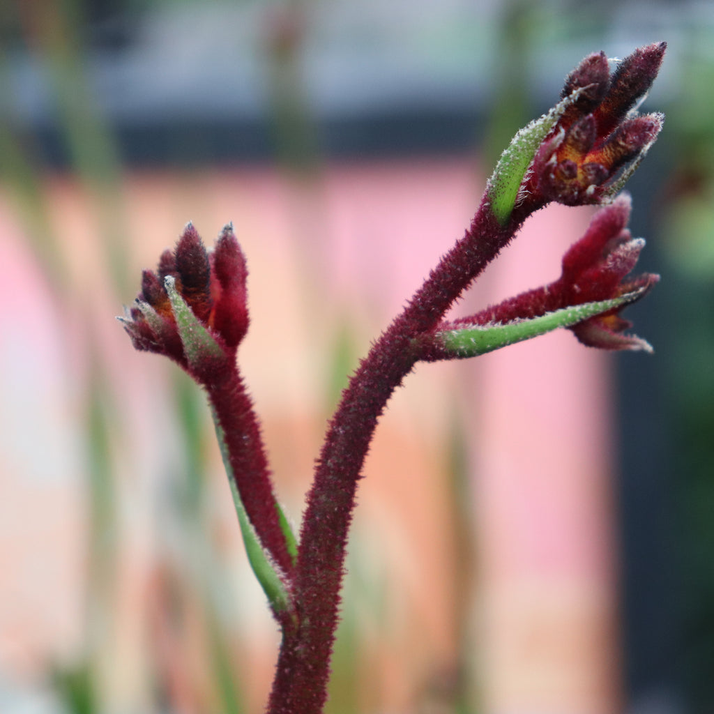 Anigozanthos Royal Mist Image