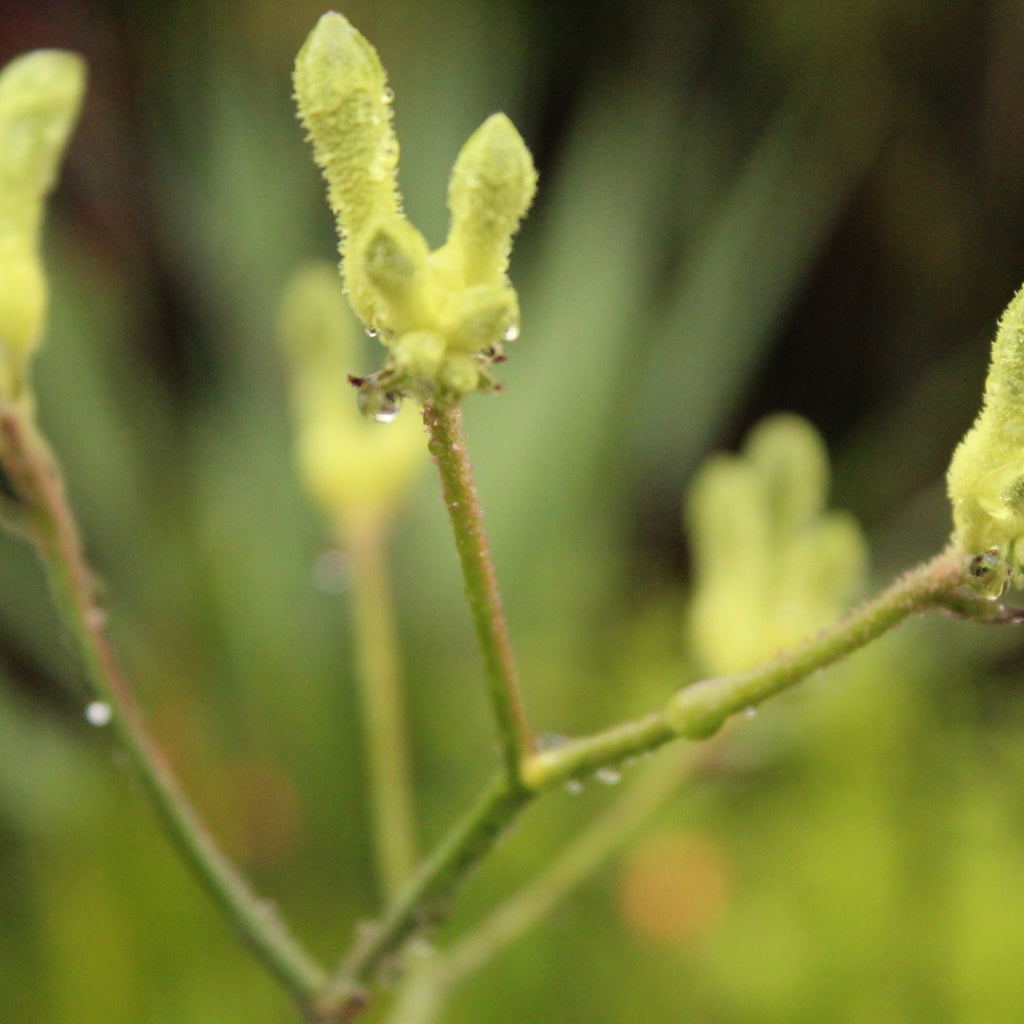 Anigozanthos flavidus green Image