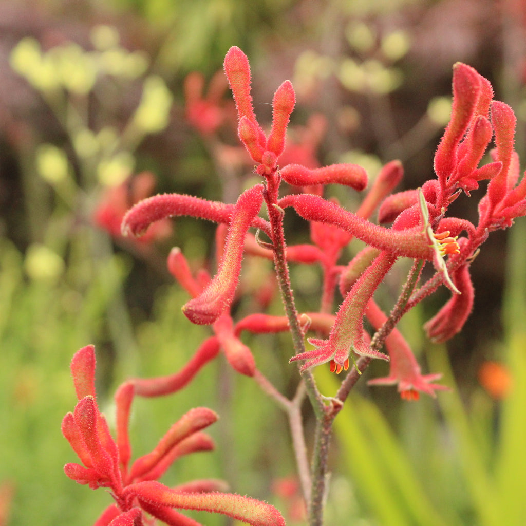 Anigozanthos flavidus red Image