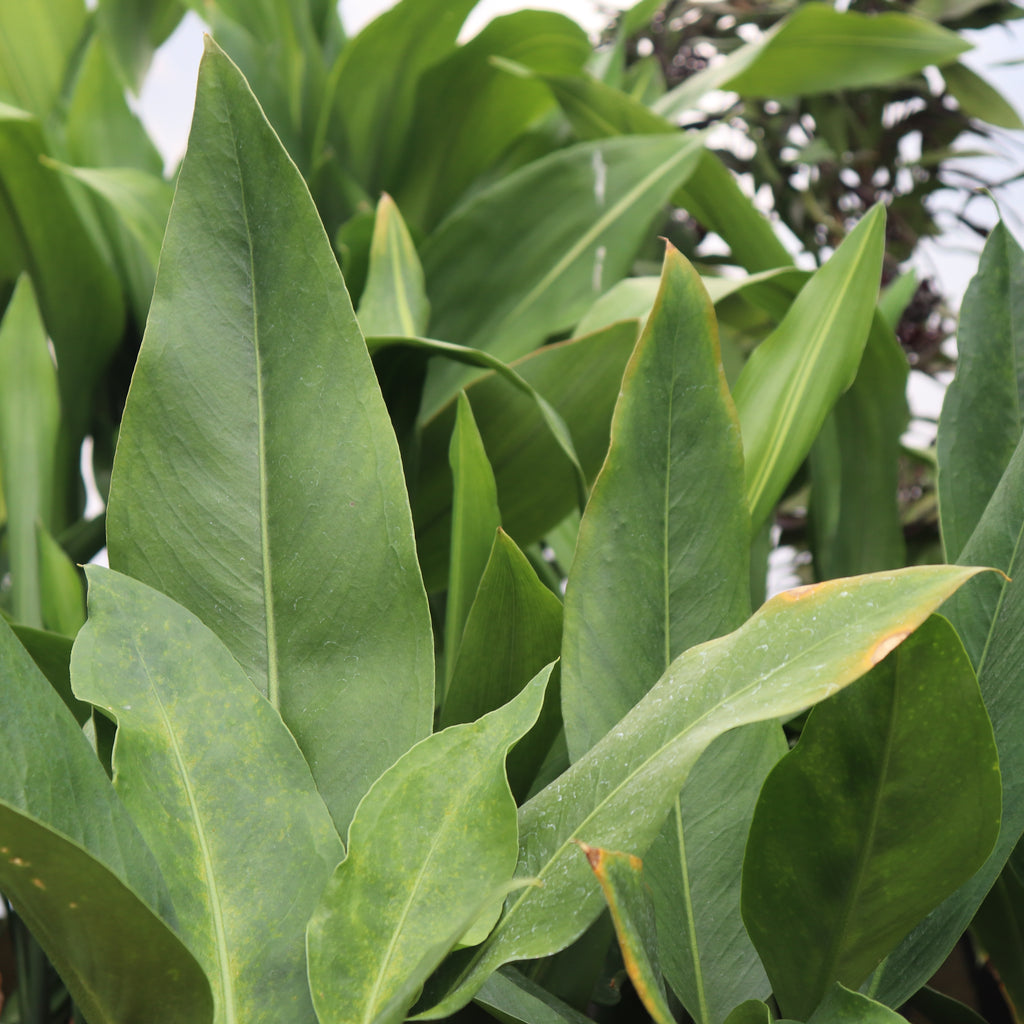 Anthurium coriaceum Image