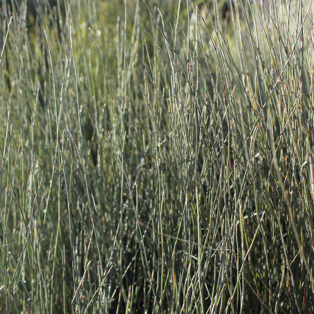 Apodasmia similis Image