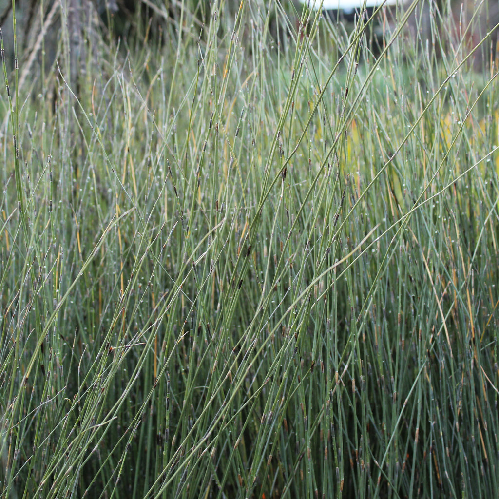 Apodasmia similis Image