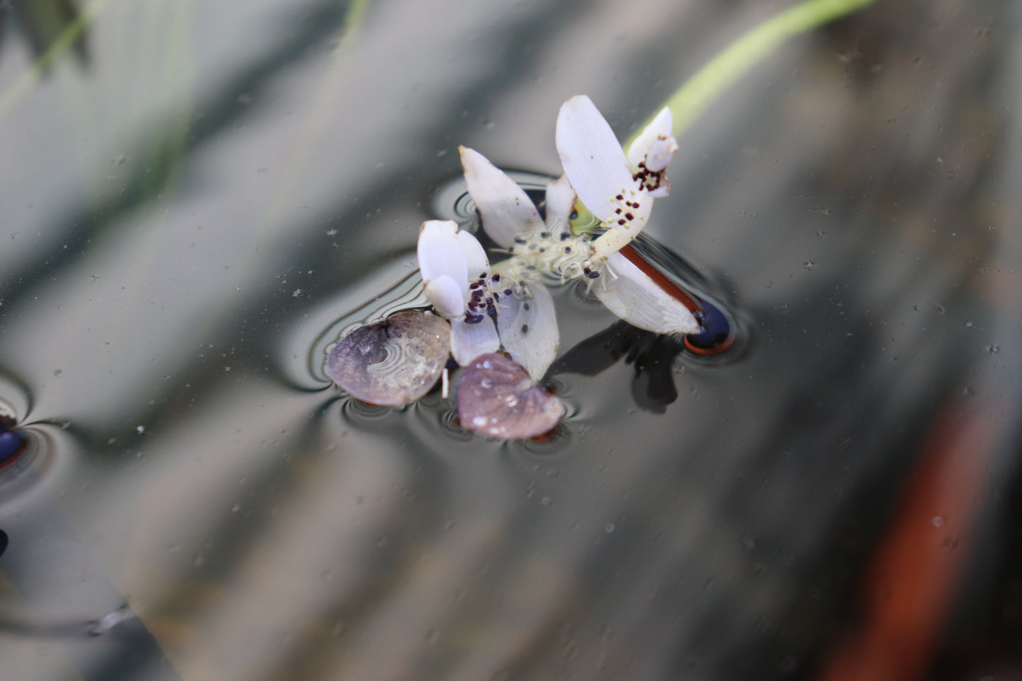 Aponogeton Distachyos