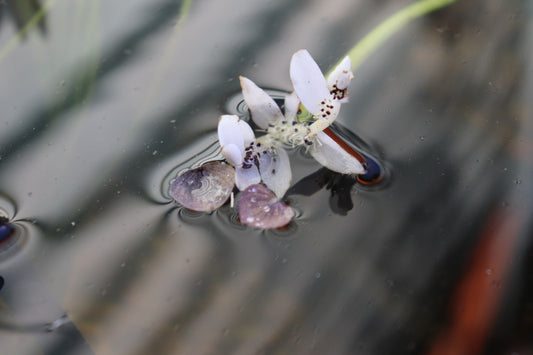 Aponogeton Distachyos