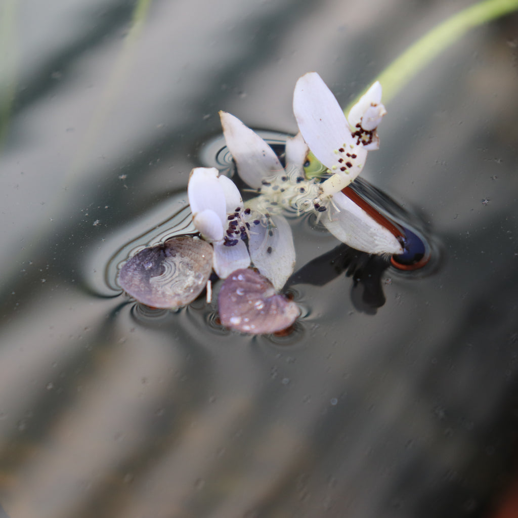 Aponogeton Distachyos Image