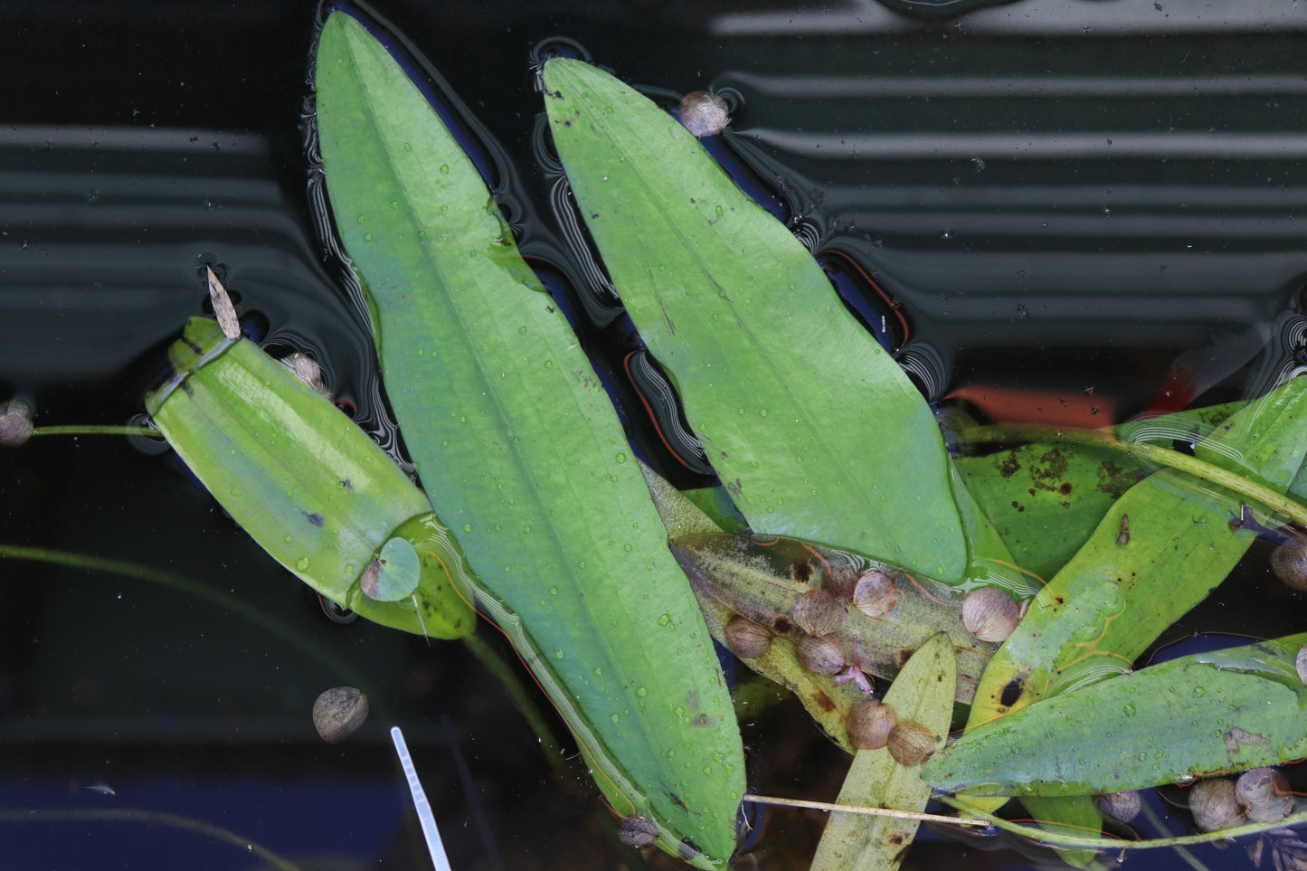 Aponogeton Distachyos 2