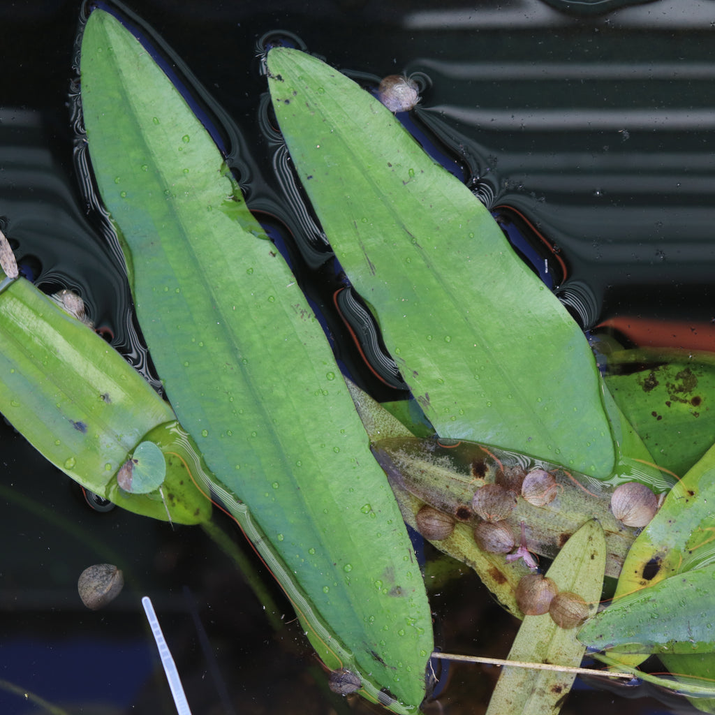 Aponogeton Distachyos Image