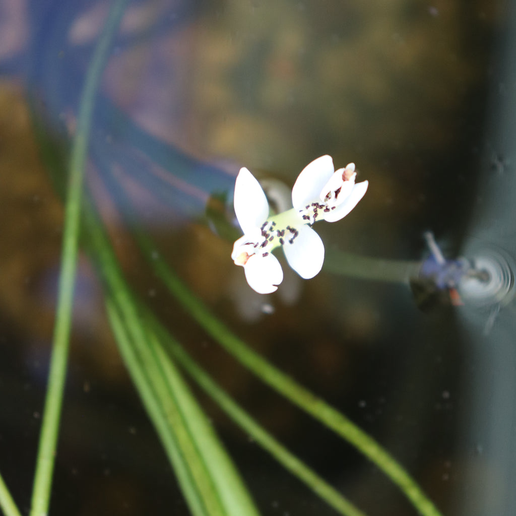 Aponogeton Distachyos Image