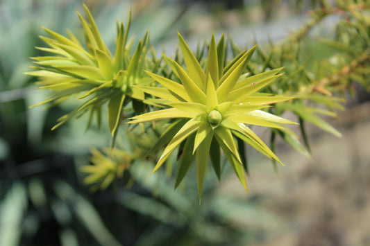 Araucaria angustifolia