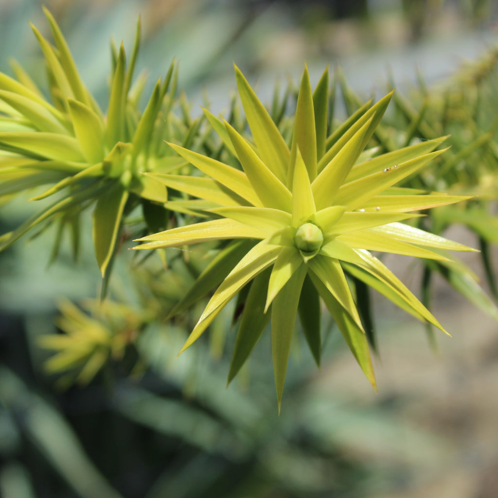 Araucaria angustifolia Image