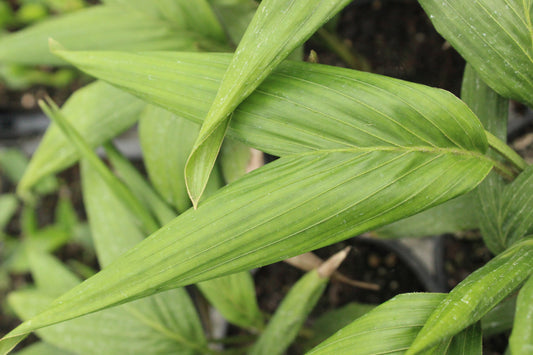 Archontophoenix cunninghamiana