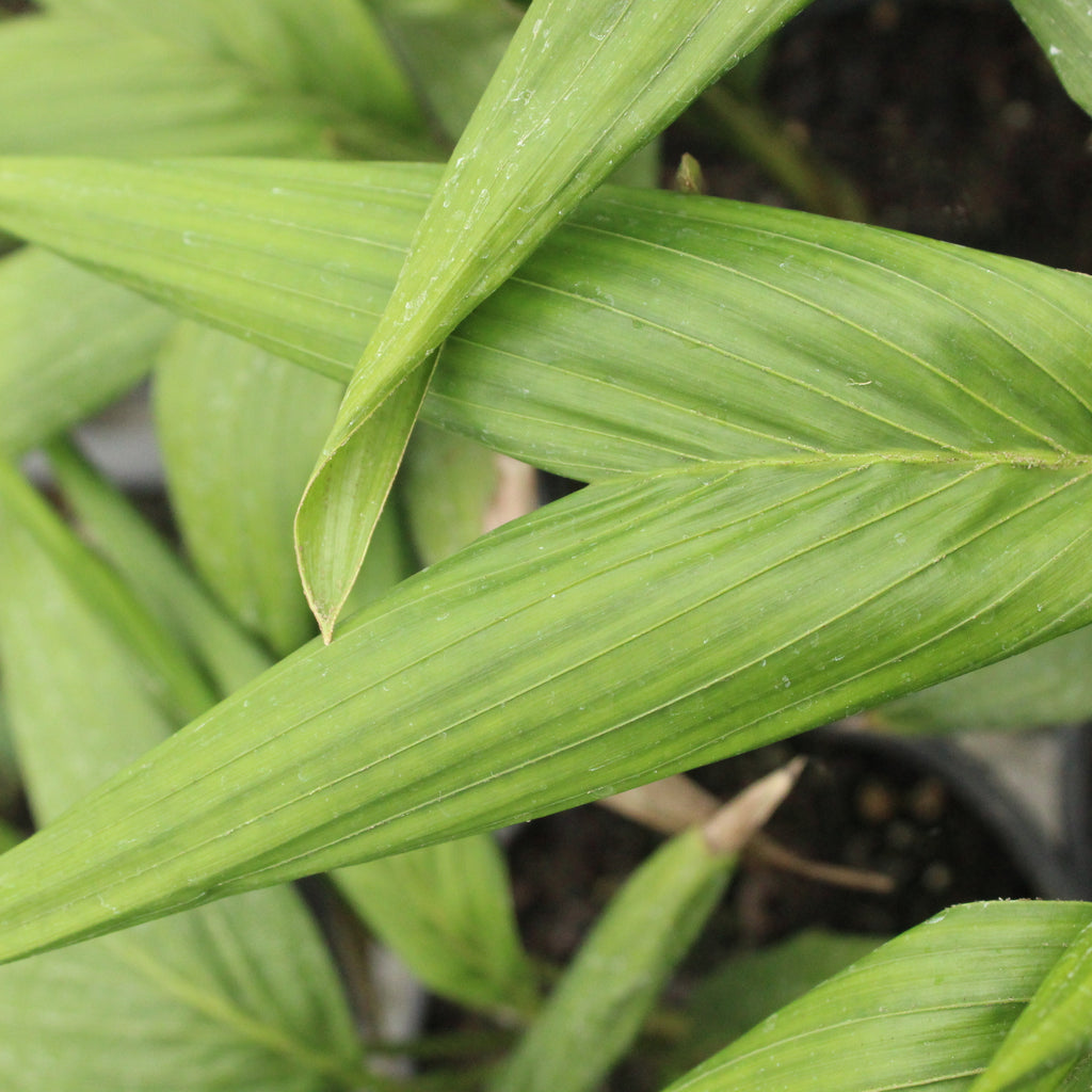 Archontophoenix cunninghamiana Image