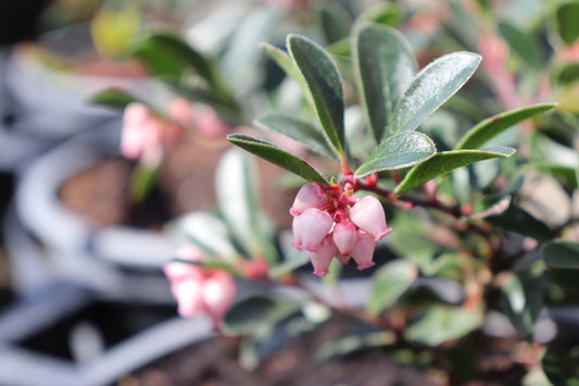 Arctostaphylos Woods Red