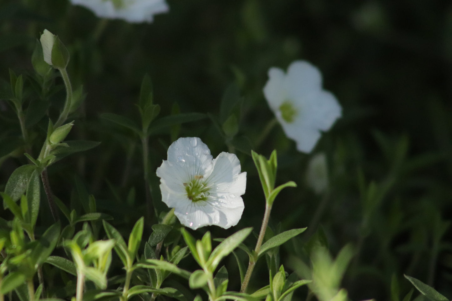 Arenaria montana