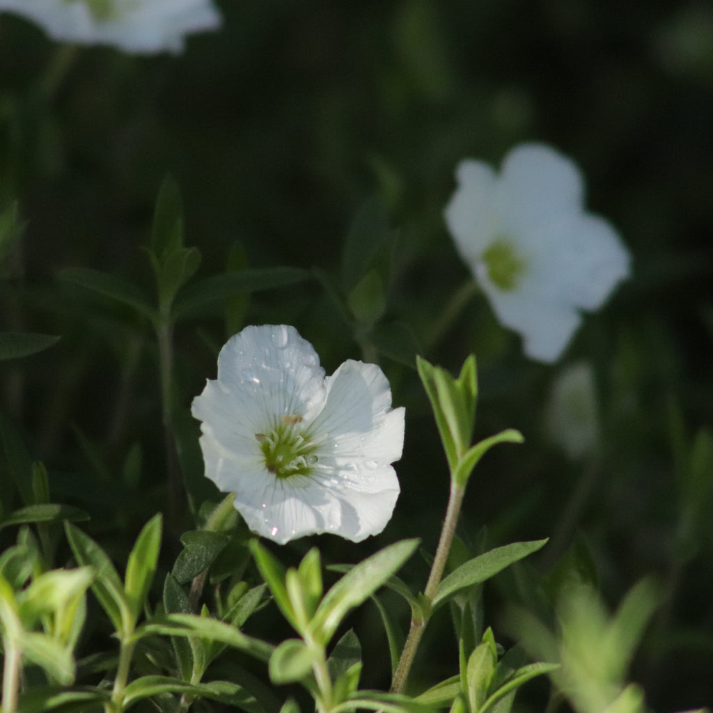 Arenaria montana Image
