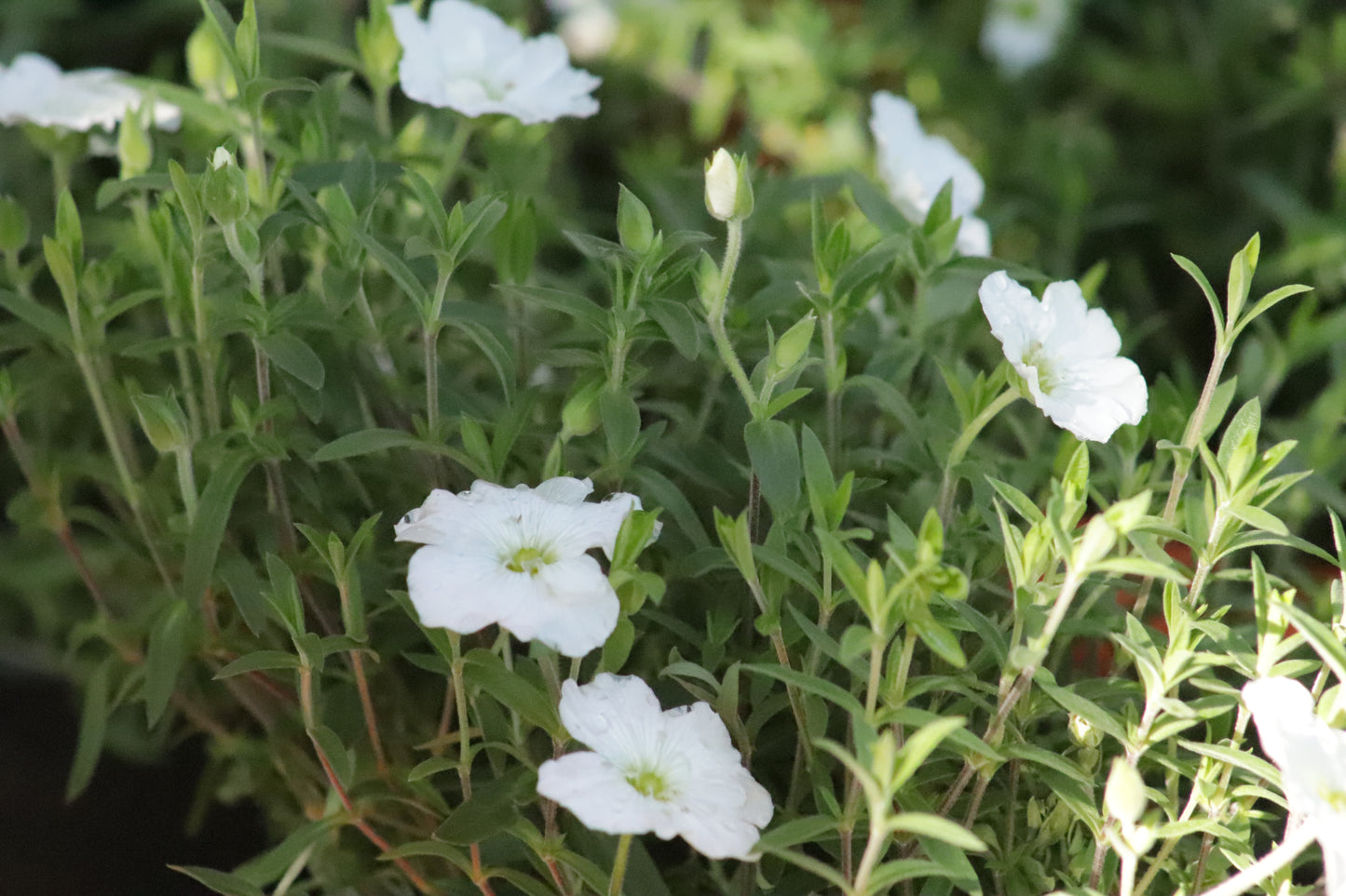 Arenaria montana 2
