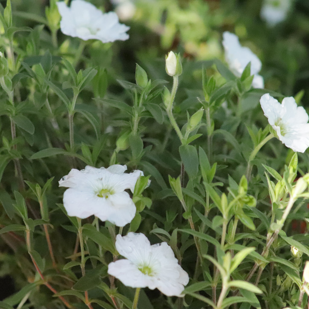 Arenaria montana Image